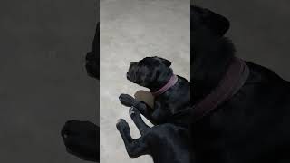 Olha como ela gostou da música 🎶 shorts forró canecorso [upl. by Howe302]