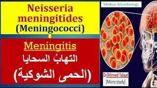 Neisseria 4 Neisseria meningitides Meningitis الحمي الشوكية والالتهاب السحائي [upl. by Rafaellle]