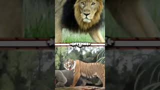 Panthera Leo persica Asiasic lion vs bornean tiger [upl. by Enitsuga]