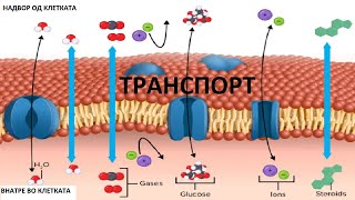 Биомембрани  Транспорт  Биохемија [upl. by Salisbarry344]