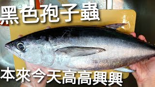 Fresh tuna bought in a fishing port black spore insects were found after going home and cutting it [upl. by Primrosa]