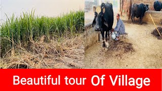 Village life  village tour  beautiful village  Punjab  real life of Punjab  Pakistani Punjab \ [upl. by Lenrad]