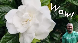 Beautiful Gardenias  My Favorite May Flowering Plant  Fragrant And Evergreen [upl. by Schuman792]