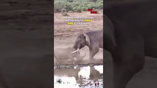 EPIC Rhino vs Elephant Showdown  Baby Rhino Caught in the Mix 🦏🐘 [upl. by Thamora332]