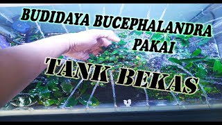 Budidaya Bucephalandra menggunakan Tank Bekas Hasilnya MANTAP  bucephalandra cultivation [upl. by Cybil]