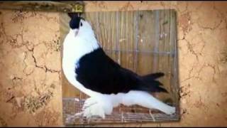 Lahore Pigeons For Sale [upl. by Trinl]