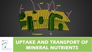 UPTAKE AND TRANSPORT OF MINERAL NUTRIENTS [upl. by Jerald]