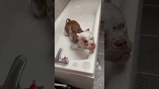 Bath time never gets any easier Dogs Vs baths 🛁😂 shorts dogvideos dog funnydogs [upl. by Imekawulo]