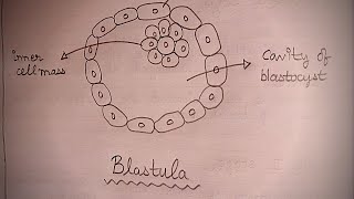 BLASTULA  How To Draw Blastula In Just 2 Minutes  Well Labelled Blastula Diagram  Biology Diagram [upl. by Ahsas]