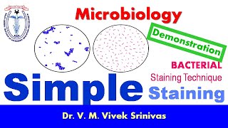 SIMPLE STAINING  Bacterial Staining Technique  Microbiology  Vivek Srinivas  Bacteriology [upl. by Maharba]