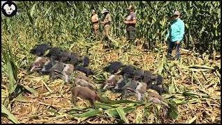 How Texas Farmers Deal With Millions Of Giant Wild Boar Invading Corn Fields [upl. by Linzer]