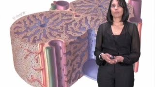 Sangeeta Bhatia Part 2 Microscale Liver Tissue Engineering [upl. by Nnaynaffit]