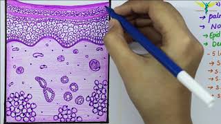 Histology of Thick SkinGlabrous skin [upl. by Papst]