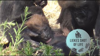 MANGABEY FLIES BABY GORILLA MOOS [upl. by Oilasor80]