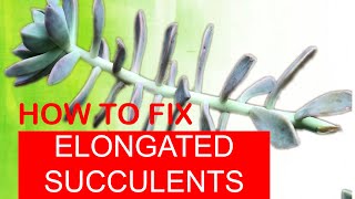 HOW TO FIX ELONGATED SUCCULENTS  Secrets to Fast PropagationASMR [upl. by Naginarb]