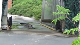 Baby Seagull in a Car Wash [upl. by Enelrae]