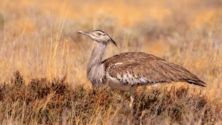 Kori Bustard Hunting in the Grass  Namibia [upl. by Chloris8]