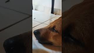 Dog sleeping position 🐶😎😘 shortvideo dog trending doglover cute [upl. by Ardnuas69]