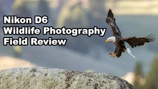 D6 Review For Wildlife Photography [upl. by Winnie]