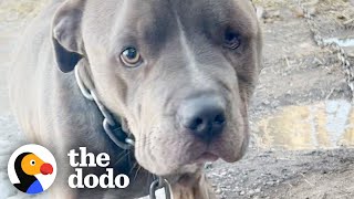 Neglected Pittie Has Special Lunch with Rescuers  The Dodo Pittie Nation [upl. by Airemahs]