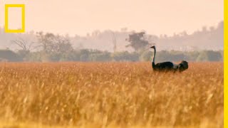 Lautruche bipède le plus rapide au monde [upl. by Rafa856]