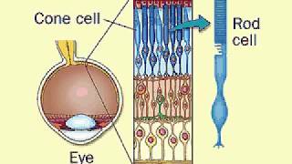 visual Signal  Signalling pathway in eye  Molecular mechanism [upl. by Lewes]