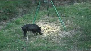 Bow Hunting Hogs in Madisonville Texas [upl. by Ettenim]