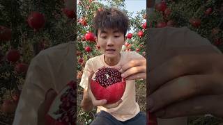 Amazing sweet pomegranate fruit tree [upl. by Lekym]