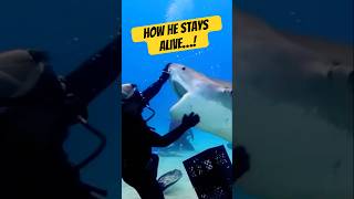 Top 5 Tiger Shark Encounters They Make It Out Alive [upl. by Okorih784]