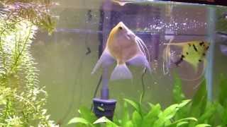 Whats wrong with my fish swim bladder problems [upl. by Drusus979]