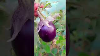 gardening garderningtips garden plants agriculture ytshorts trending [upl. by Urd599]