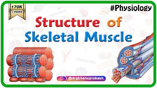 Structure of a skeletal muscle  Muscle Physiology Animations  USMLE videos [upl. by Annaliese]