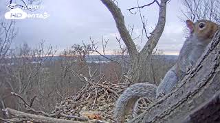 2018  Hanover PA Bald Eagle Nest  When the Eagles are Away [upl. by Herv]