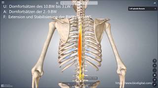 M spinalis [upl. by Miran]