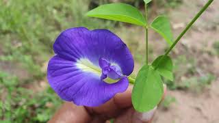 Flores azuis da planta Clitoria Ternatea conhecida como flor borboleta azul ou ervilha azul [upl. by Laehctim]