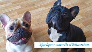 BOULEDOGUE FRANCAIS  Conseils d´éducation sociabilisation propreté apprentissage [upl. by Diahann]