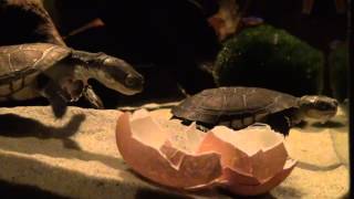 Pelomedusa subrufa eating eggshell [upl. by Meredeth856]