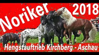 NORIKER HENGSTAUFTRIEB 2018  Kirchberg in TirolAschau [upl. by Bannasch]