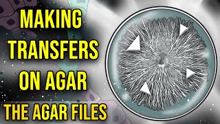 The Agar Files  Making Transfers on Agar [upl. by Eniluqcaj]