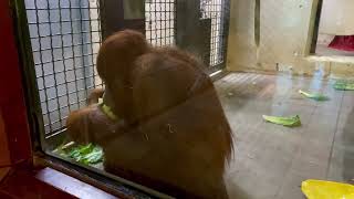 ORANGUTAN INTELLIGENCE  DO ORANGUTANS SMILE  ORANGUTAN PLAYING [upl. by Nozicka]