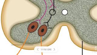 Stretch reflex or Myotatic reflex  Phasic amp Tonic stretch reflexes [upl. by Adnoral]