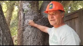 Nylon Line Pleached into Tree  Prune Like a Pro [upl. by Patrich]