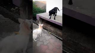 indian spitz vs labrador short video [upl. by Trudy]