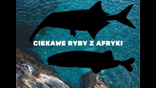 Ciekawe ryby z Afryki w moim akwarium  Słoń amp Delfin [upl. by Naoma867]