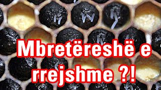 🔴Episodi 6 Mbretëreshë e rrejshme si të rregullohet  Bletaria Shqip [upl. by Arrais]