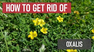 How to Get Rid of Oxalis Woodsorrel small yellow flowers in lawns Weed Management [upl. by Annazus424]