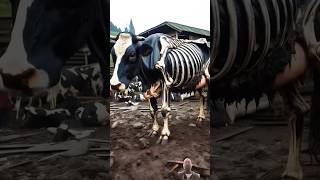 Wait for cow 🐄🐮animals babycow remix funny shorts [upl. by Hogarth]