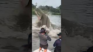 Giant Catfish Caught by Angler 🦭🐟🐲🐙 giantcreature derpseafishing [upl. by Homerus230]