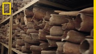 Series Intro Inside the Ivory Trade  Battle for the Elephants [upl. by Nauqyaj]