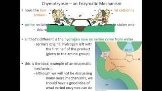 Lecture 7C Chymotrypsin Mechanism [upl. by Aihsikal906]